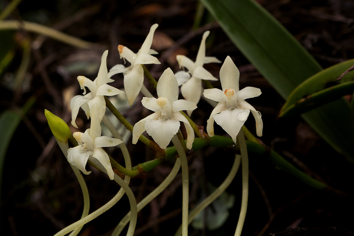 Rangaeris muscicola