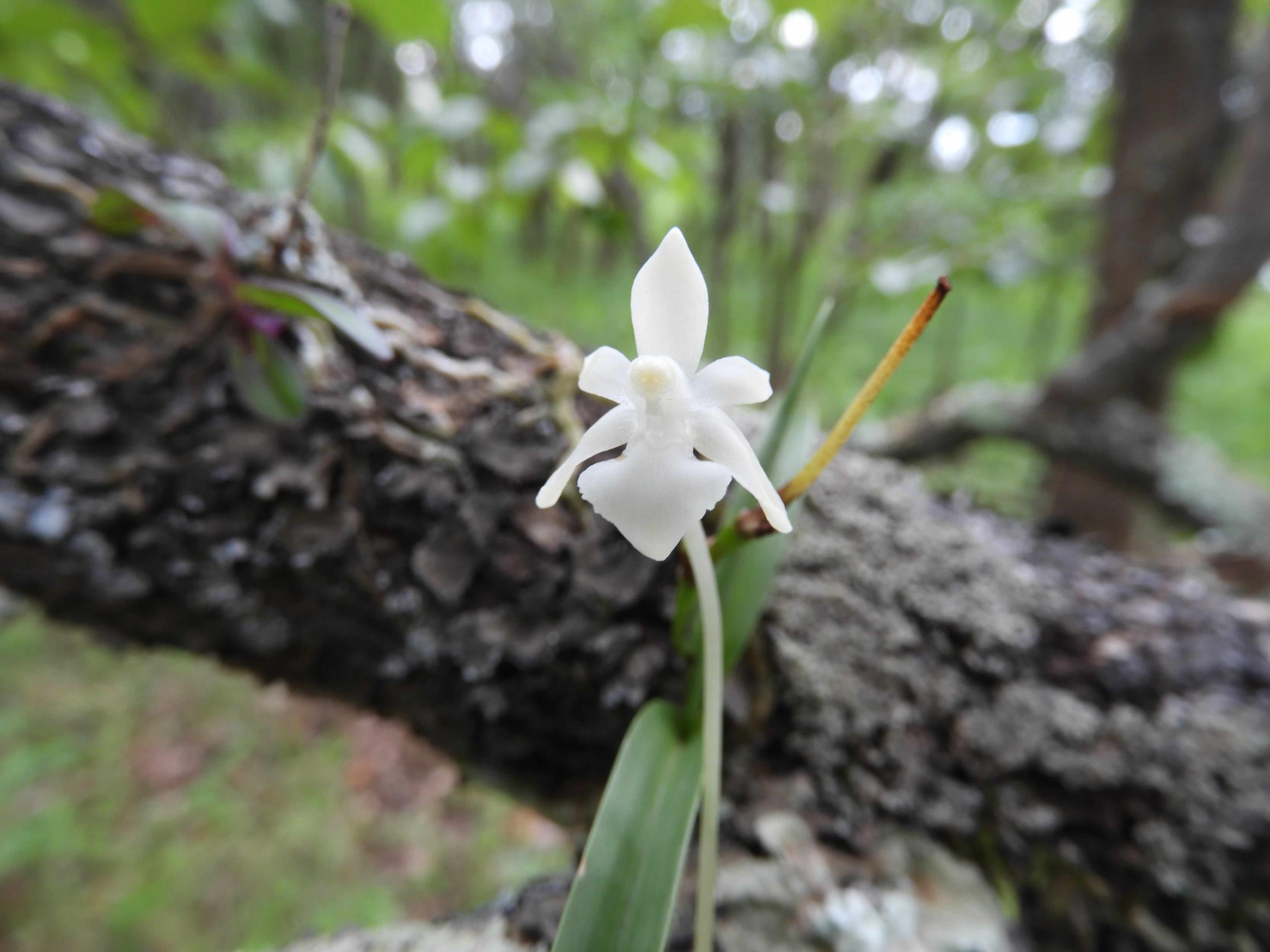 Rangaeris muscicola Rangaeris muscicola
