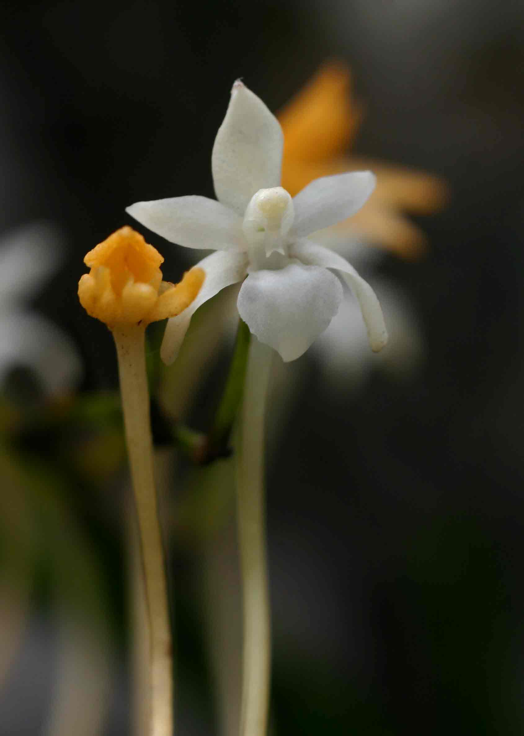 Rangaeris muscicola Rangaeris muscicola