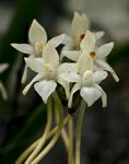 Rangaeris muscicola