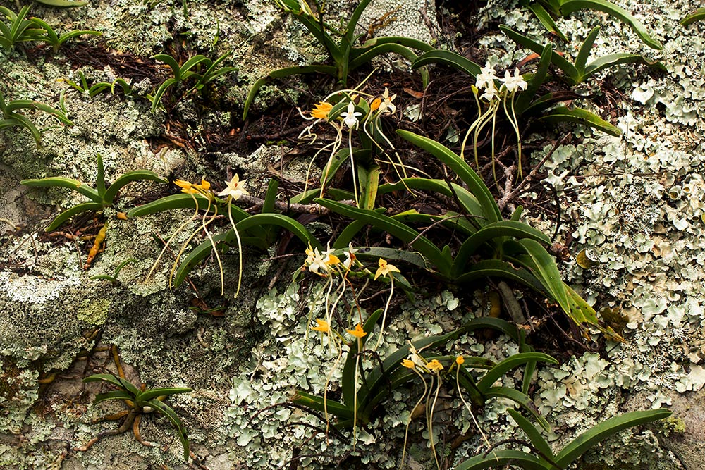 Rangaeris muscicola