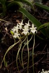 Rangaeris muscicola