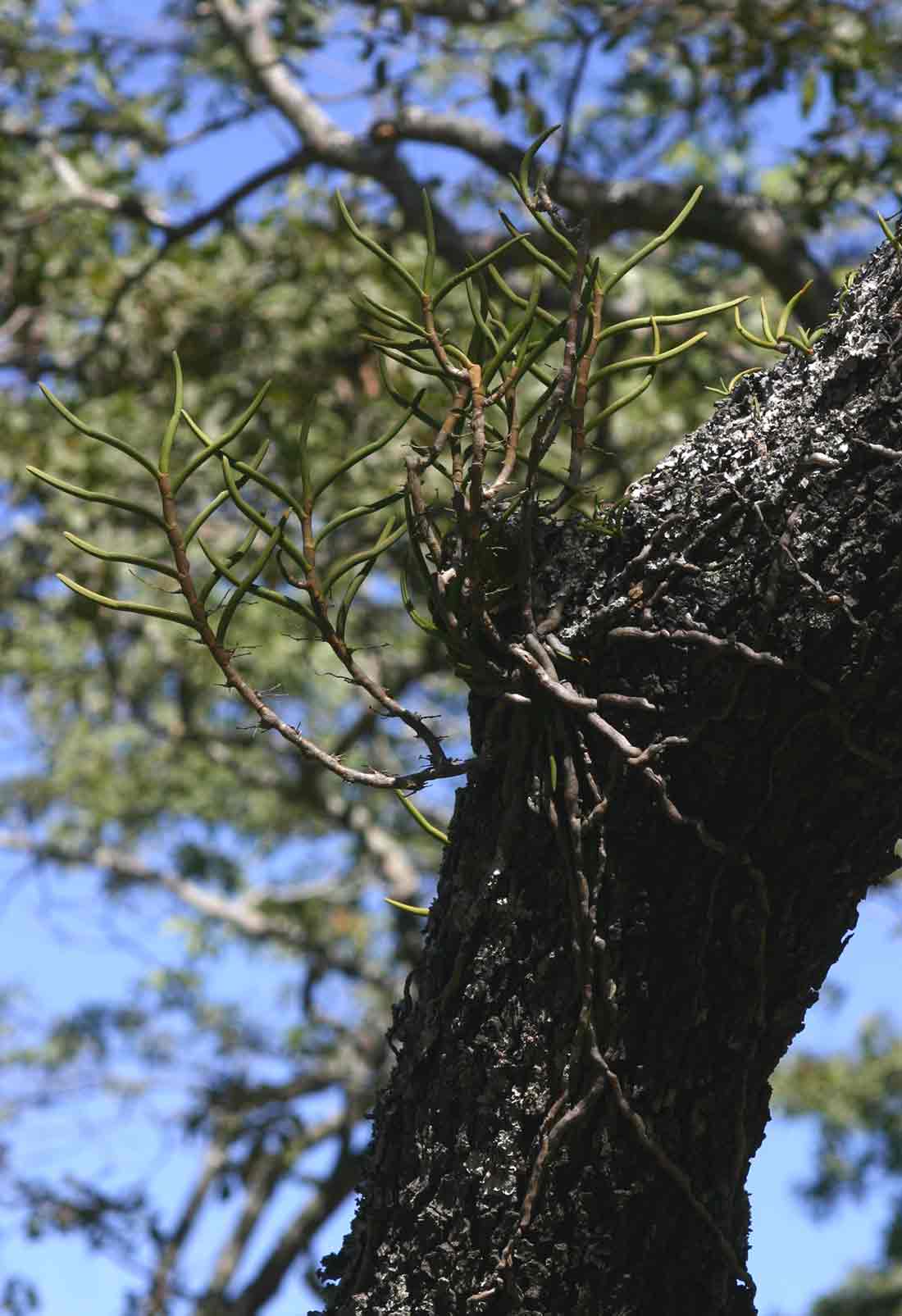 Tridactyle tridentata Tridactyle tridentata