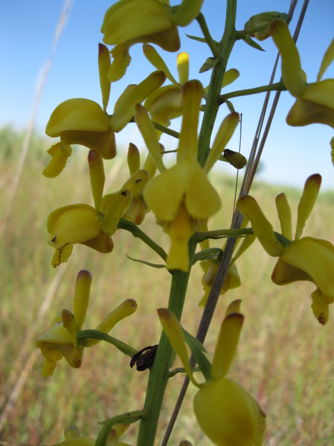 Eulophia angolensis Eulophia angolensis
