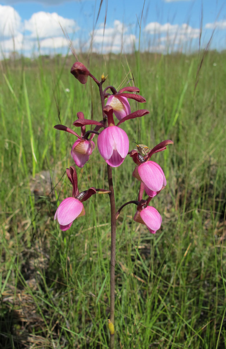 Eulophia coeloglossa