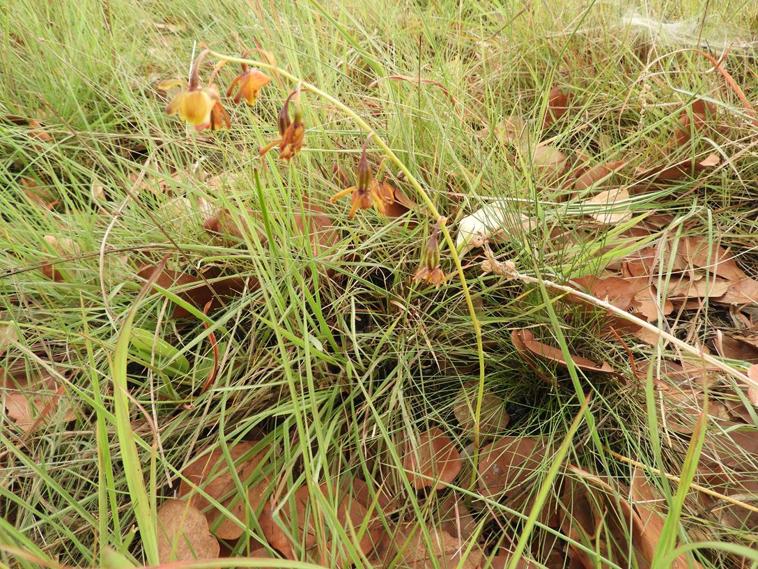 Eulophia coeloglossa Eulophia coeloglossa