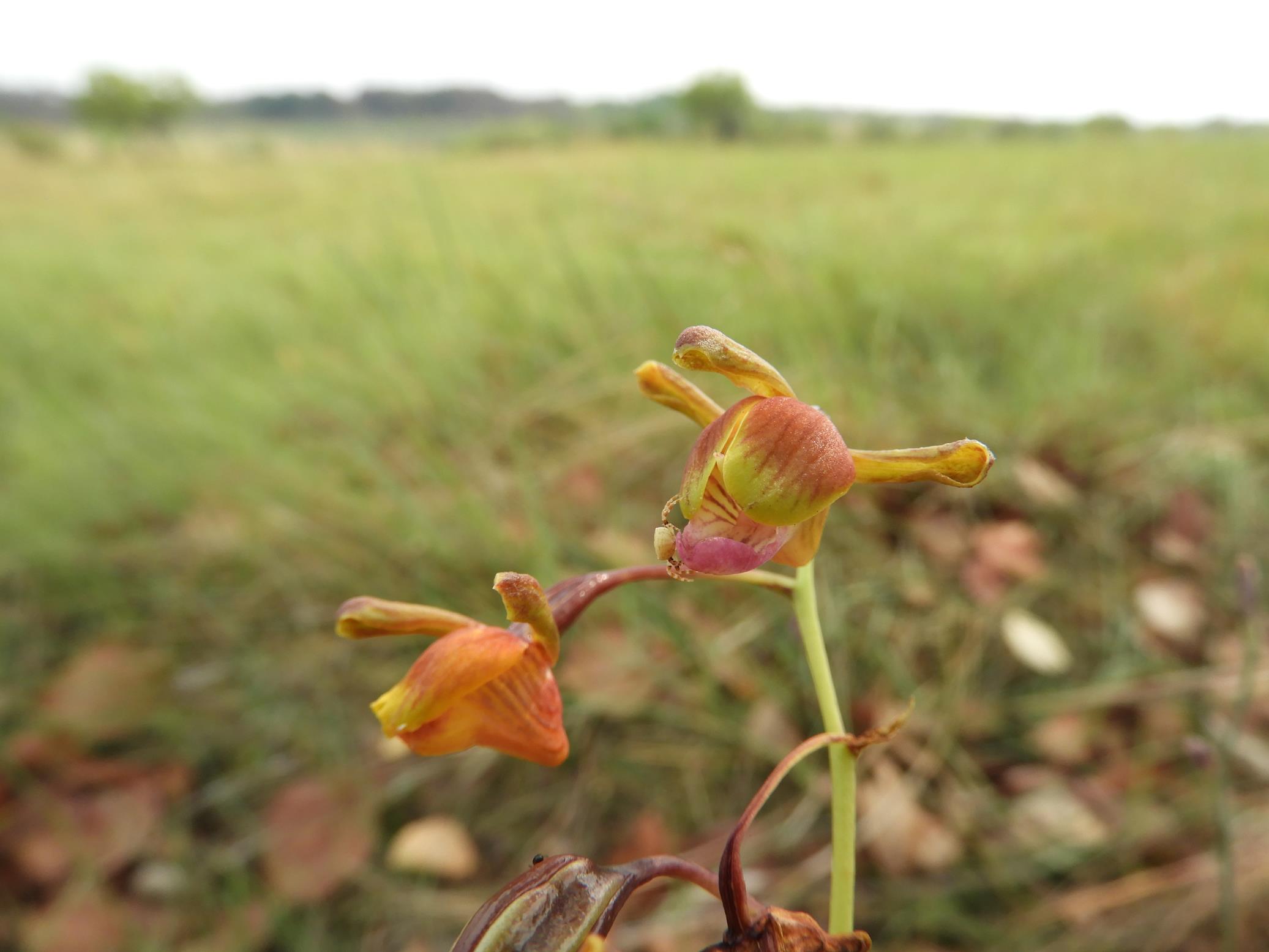 Eulophia coeloglossa Eulophia coeloglossa