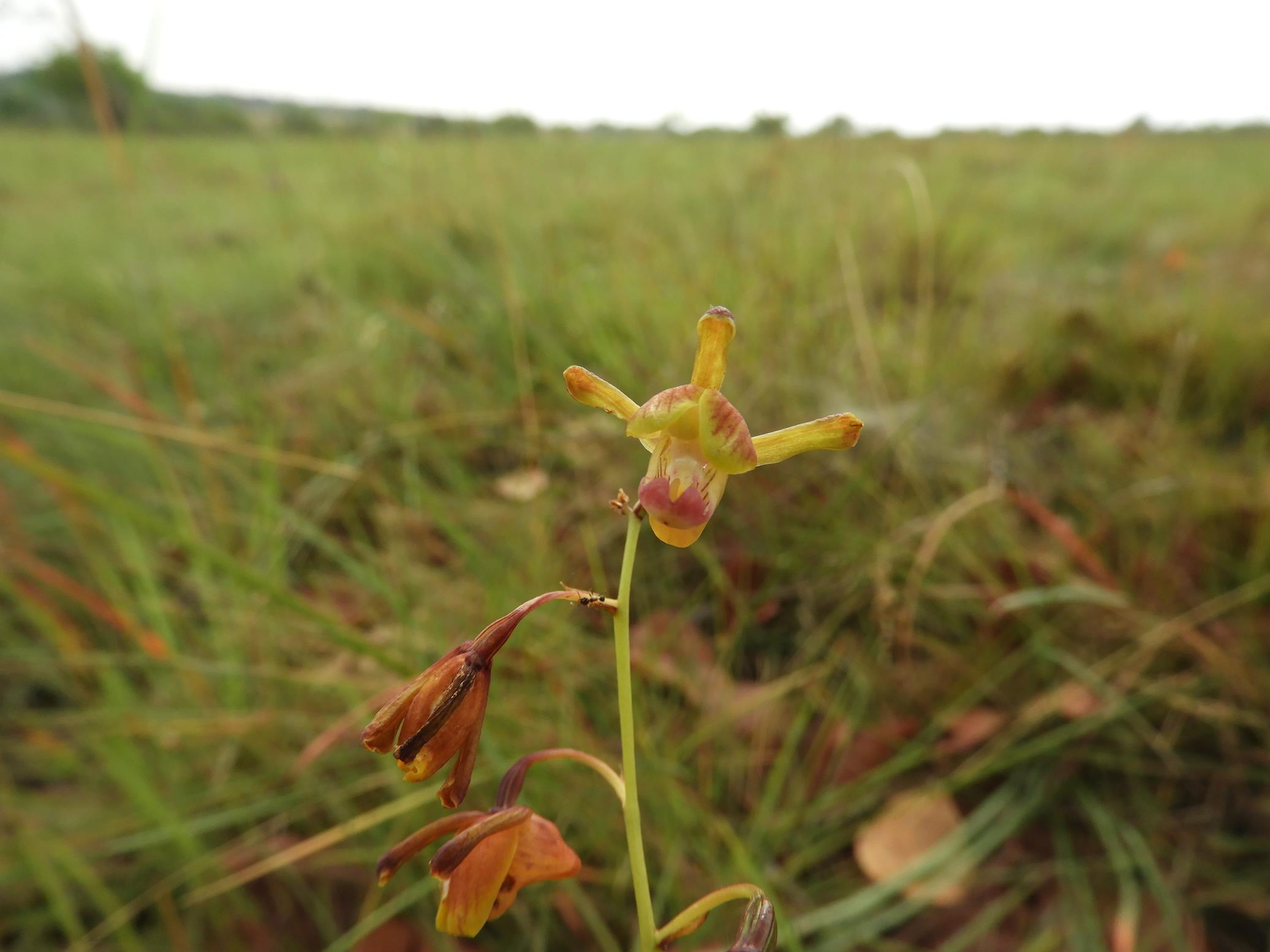Eulophia coeloglossa Eulophia coeloglossa