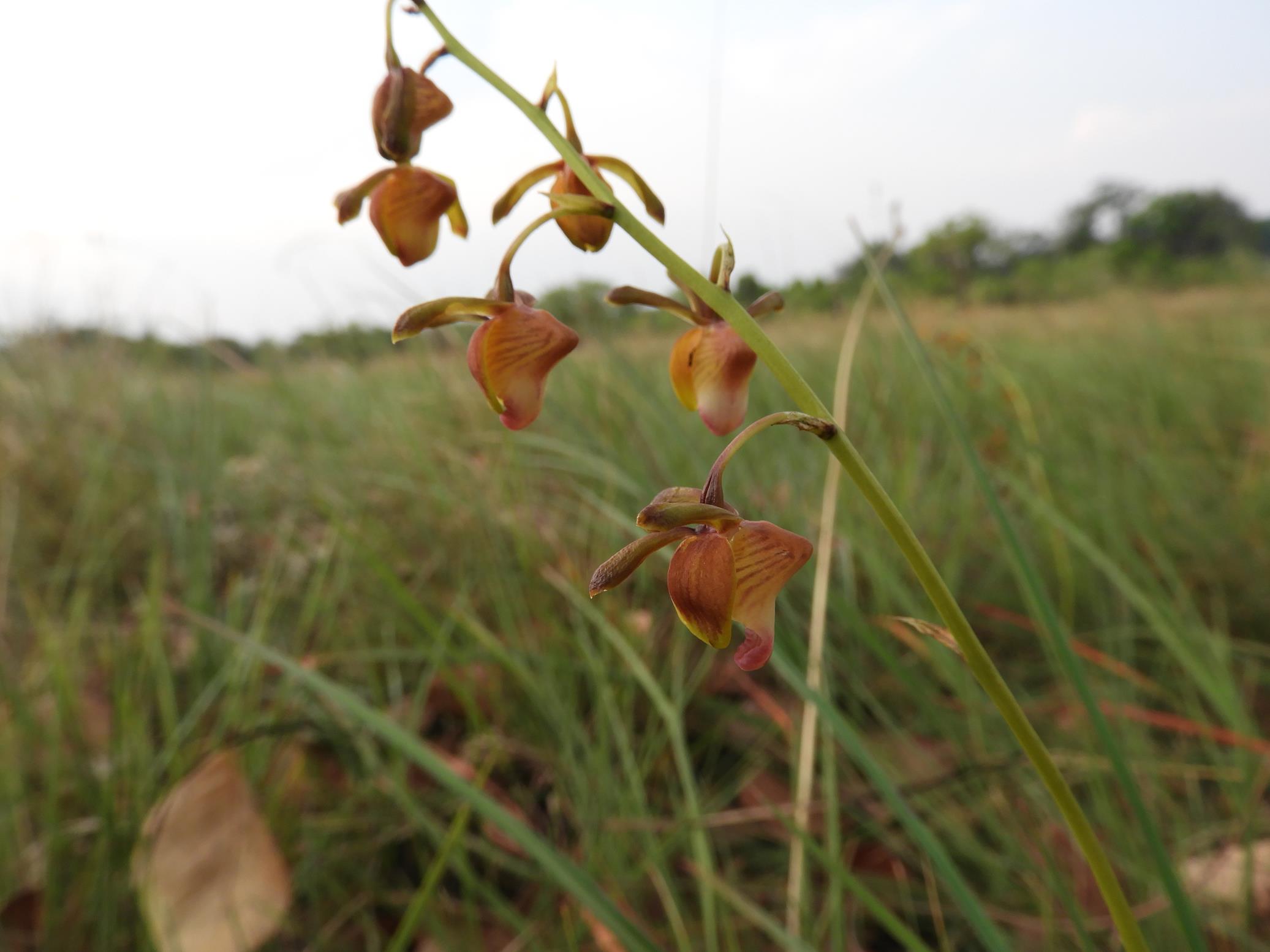 Eulophia coeloglossa Eulophia coeloglossa