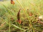 Eulophia coeloglossa