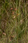 Eulophia coeloglossa