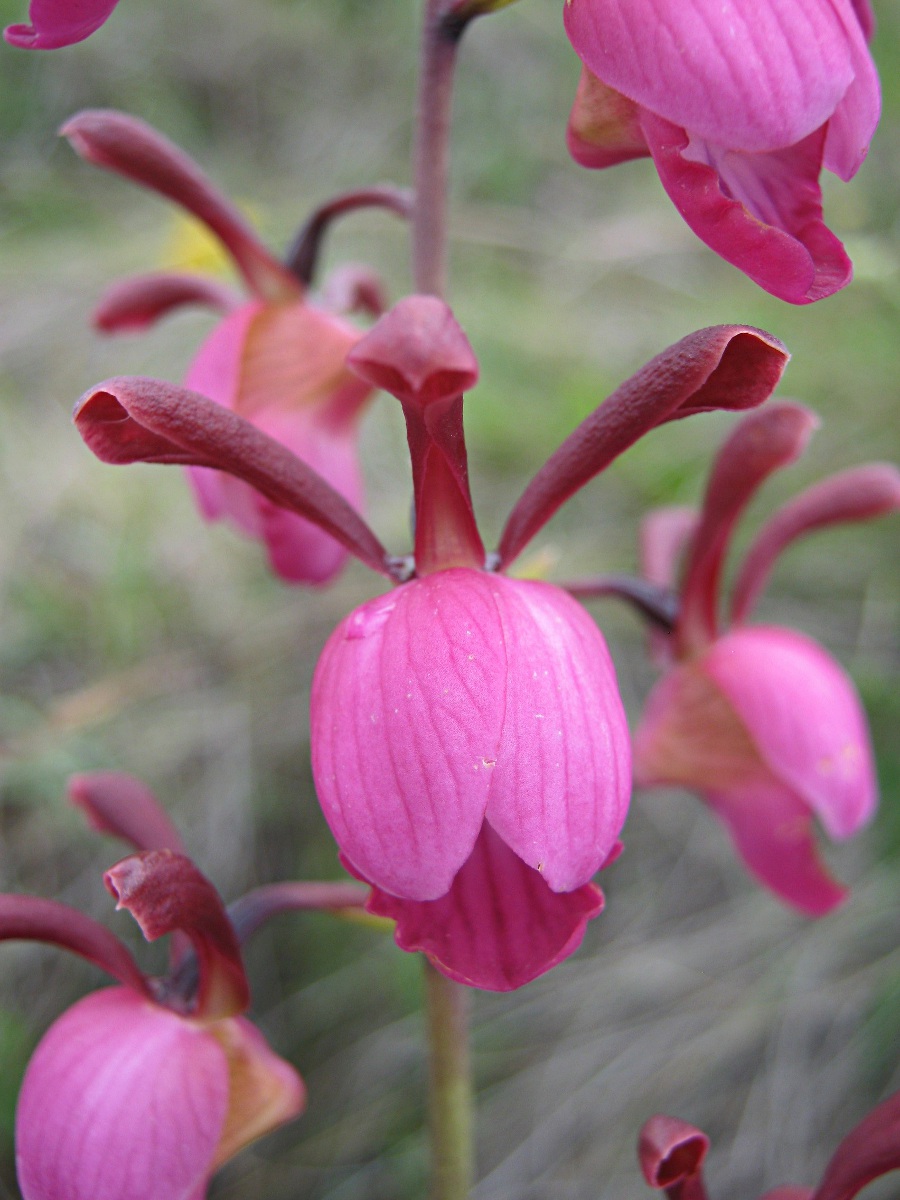 Eulophia coeloglossa Eulophia coeloglossa