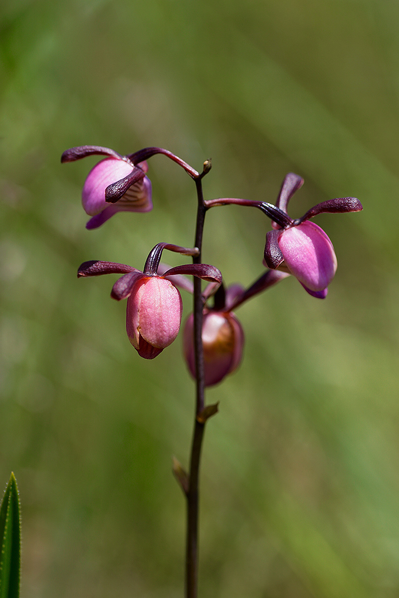 Eulophia coeloglossa Eulophia coeloglossa