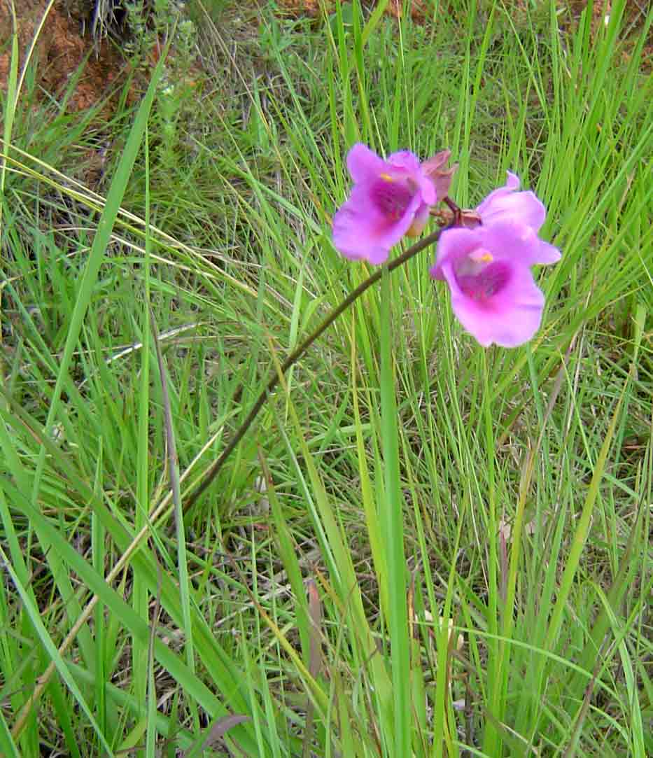 Eulophia cucullata Eulophia cucullata