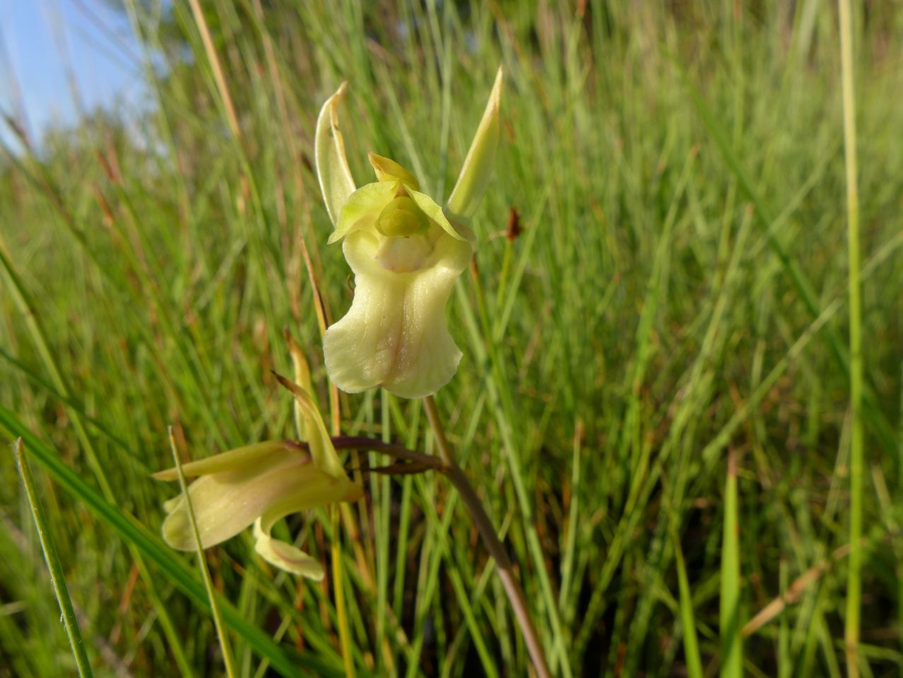 Eulophia flavopurpurea Eulophia flavopurpurea