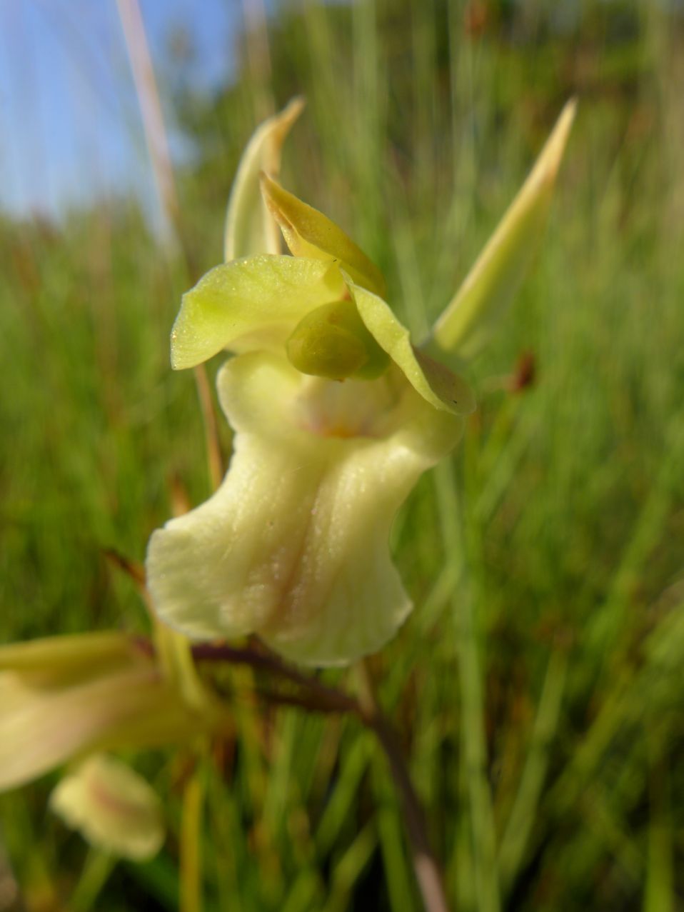 Eulophia flavopurpurea Eulophia flavopurpurea