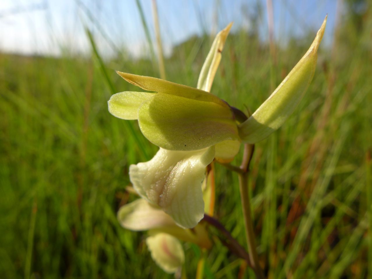 Eulophia flavopurpurea Eulophia flavopurpurea