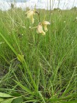 Eulophia flavopurpurea