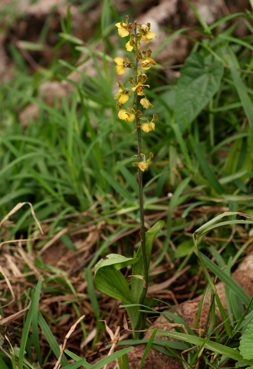 Eulophia fridericii Eulophia fridericii