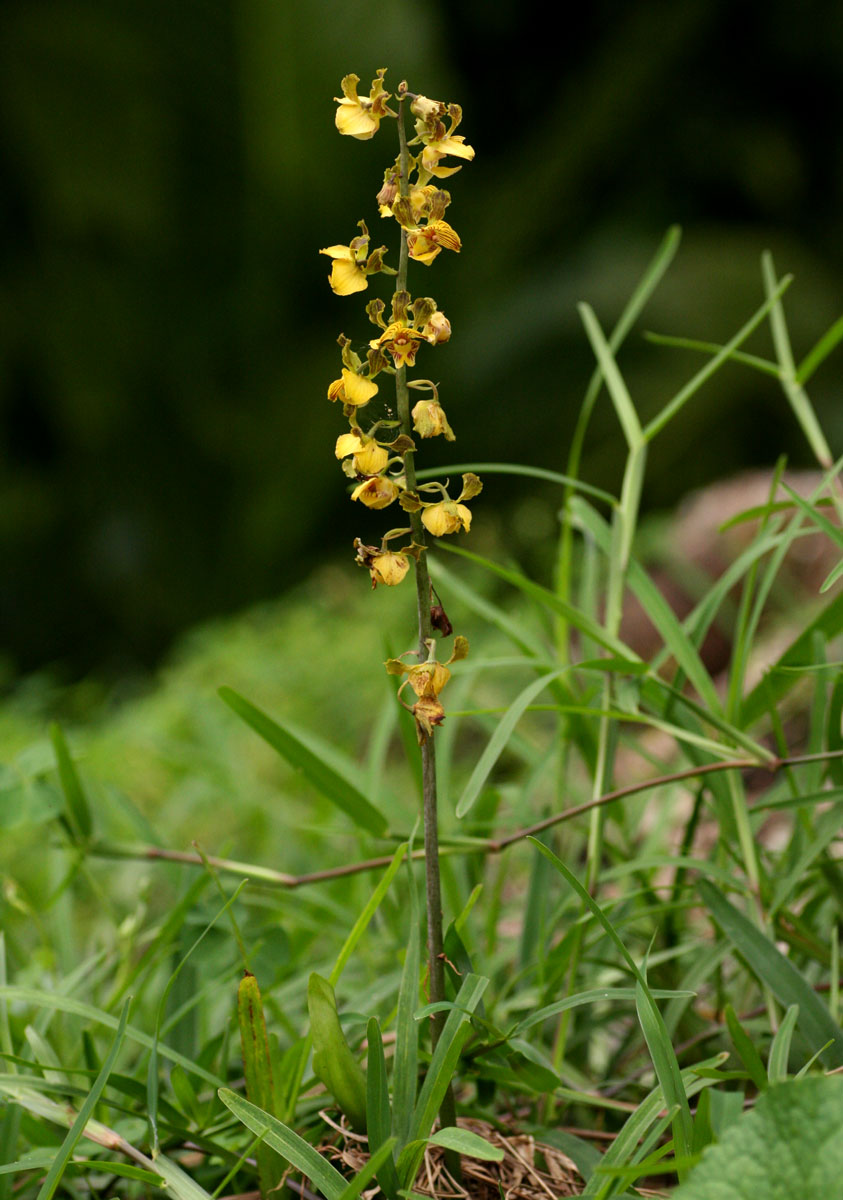 Eulophia fridericii Eulophia fridericii