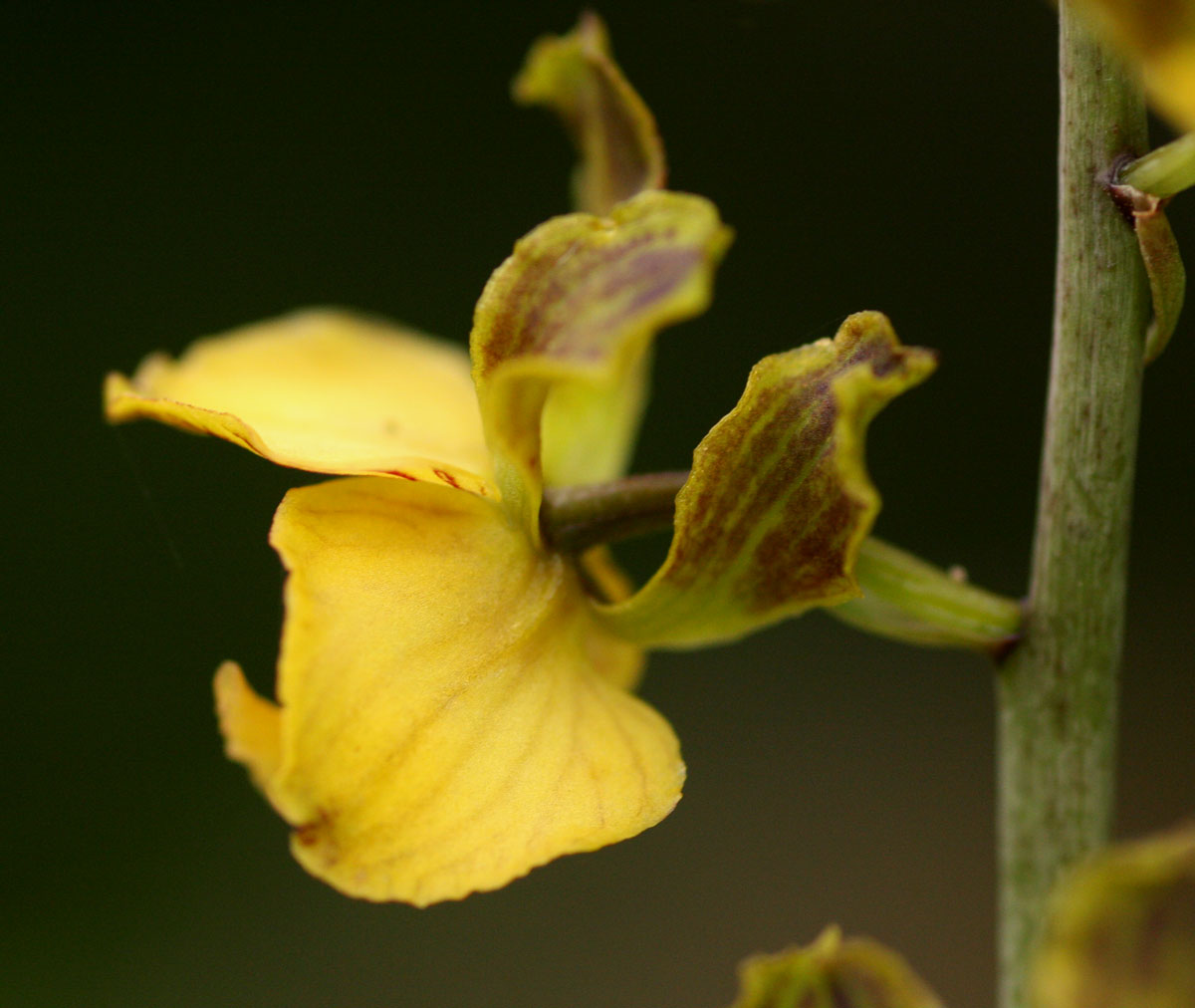 Eulophia fridericii Eulophia fridericii