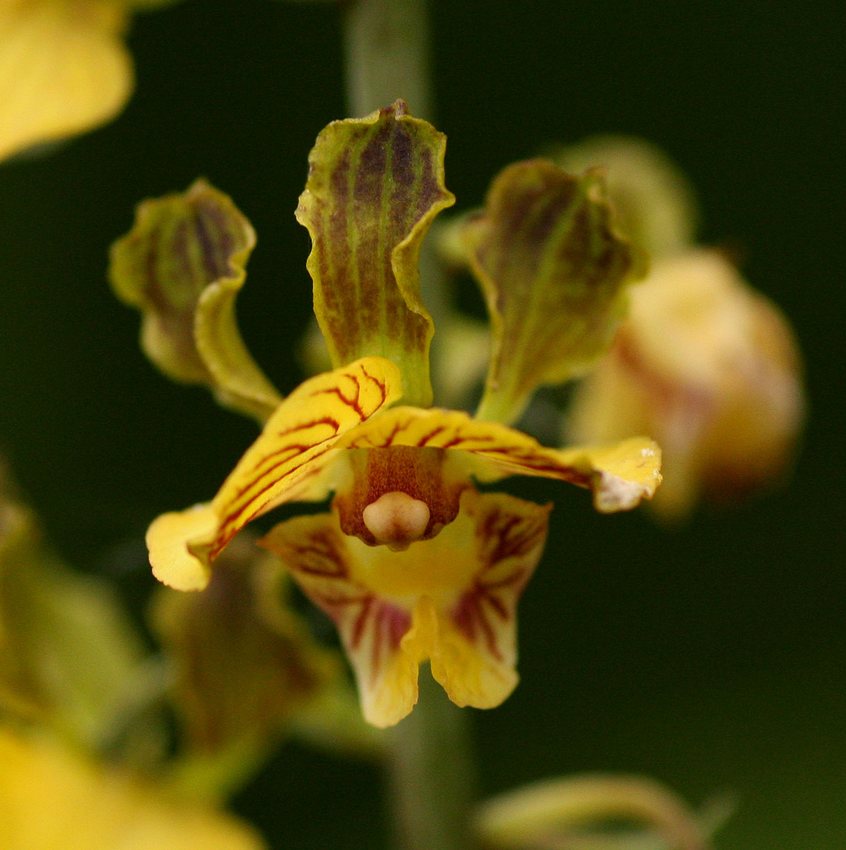 Eulophia fridericii Eulophia fridericii