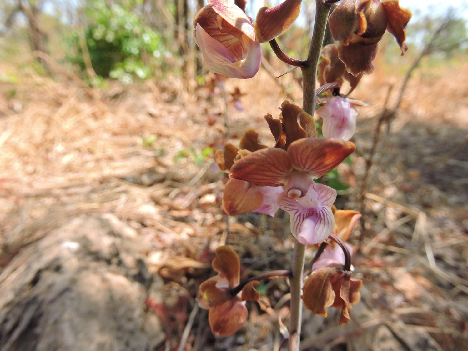 Eulophia gonychila
