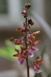 Eulophia gonychila