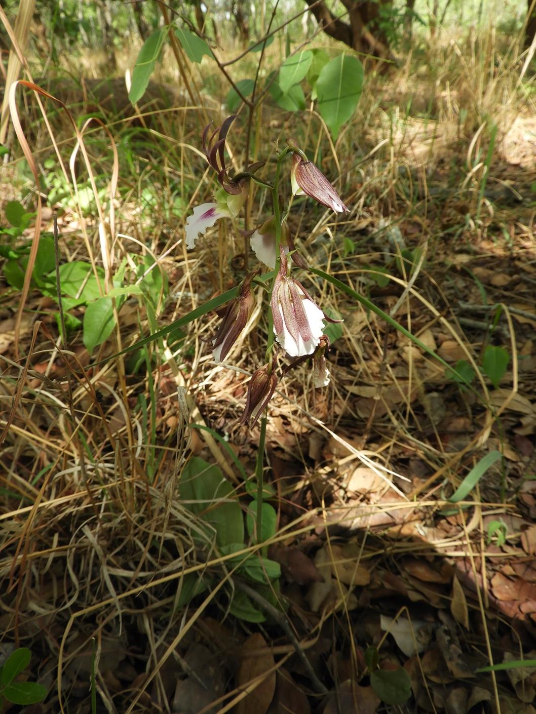 Eulophia guineensis