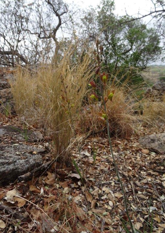 Eulophia hereroensis Eulophia hereroensis