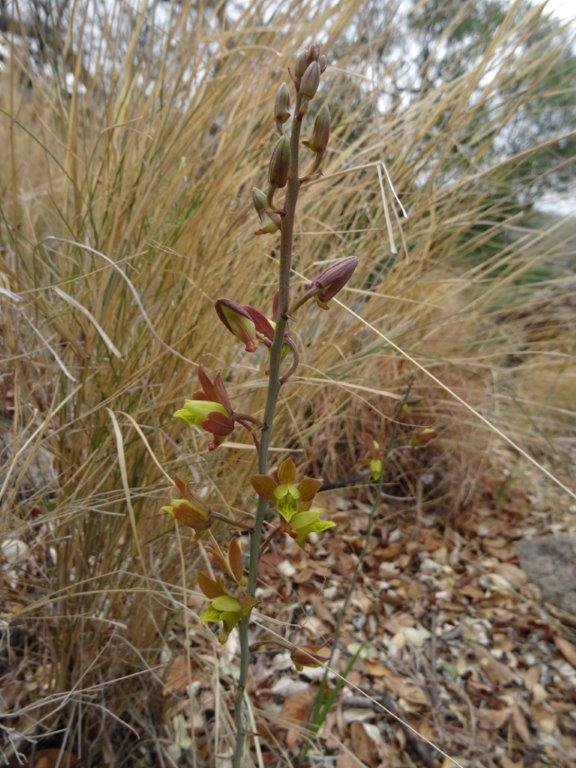 Eulophia hereroensis Eulophia hereroensis