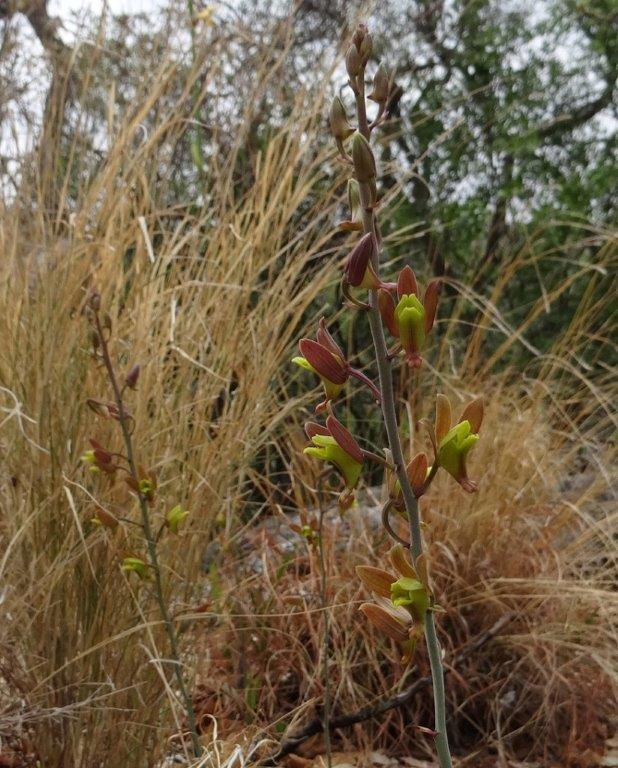 Eulophia hereroensis Eulophia hereroensis