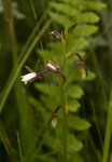 Eulophia hians var. nutans