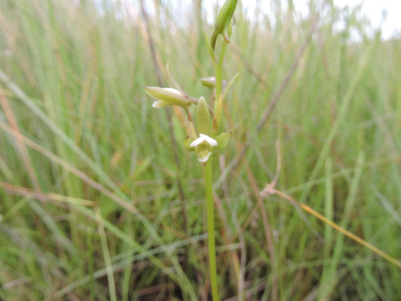 Eulophia hians var. nutans Eulophia hians var. nutans