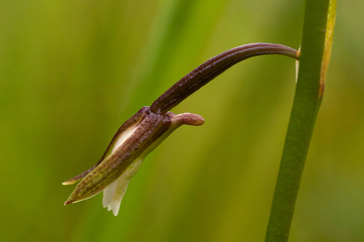 Eulophia hians var. nutans