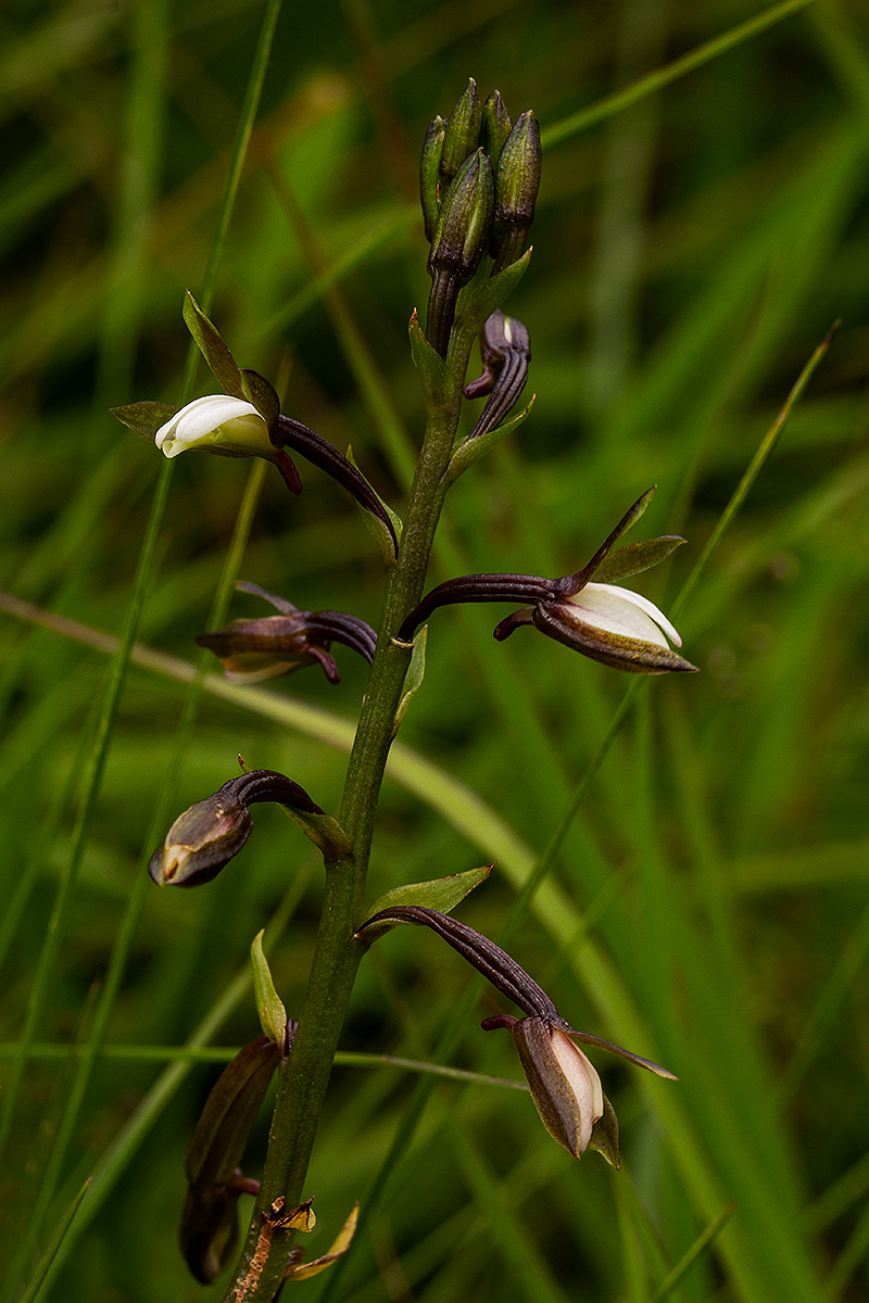 Eulophia hians var. nutans Eulophia hians var. nutans