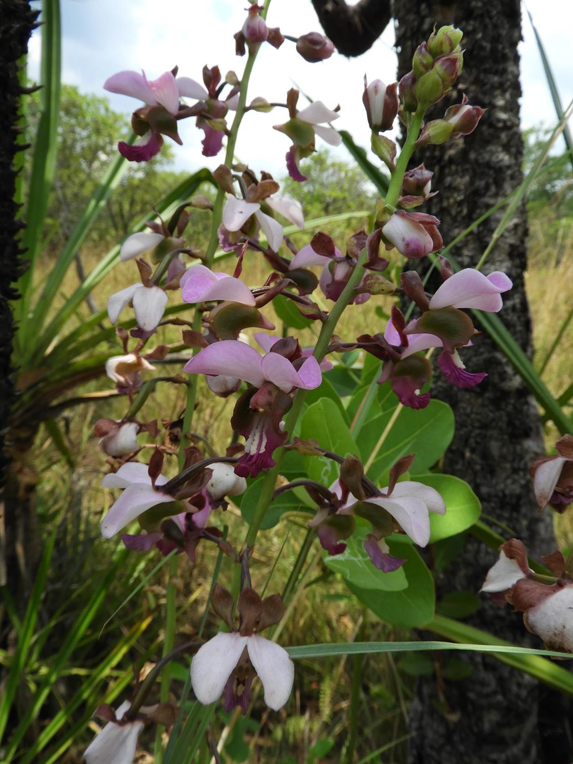 Eulophia horsfallii Eulophia horsfallii