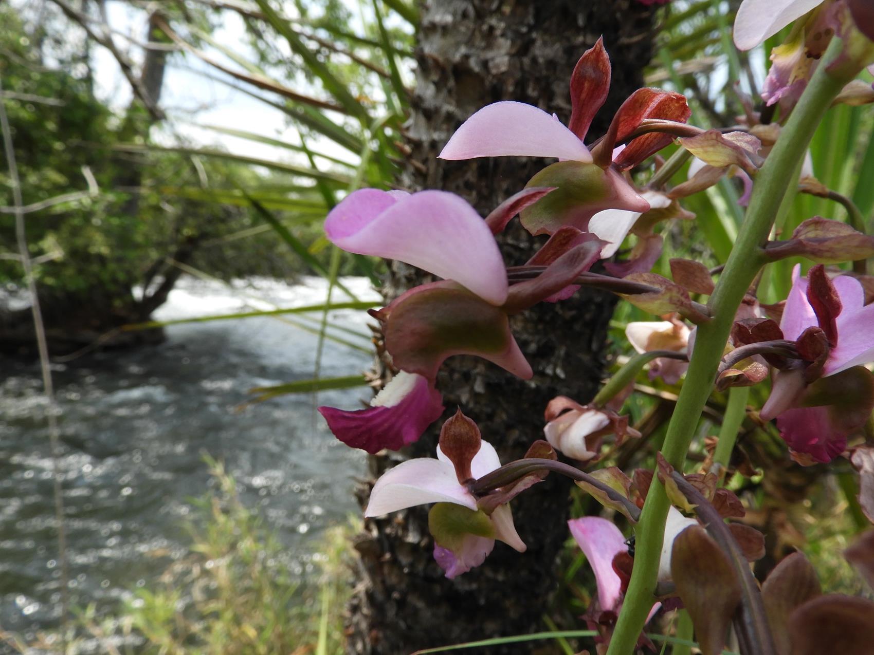Eulophia horsfallii Eulophia horsfallii