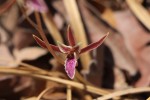 Eulophia katangensis