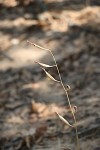 Eulophia katangensis