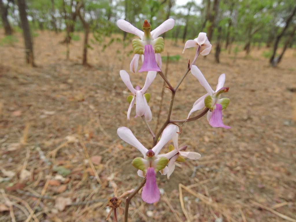 Eulophia livingstoneana Eulophia livingstoneana