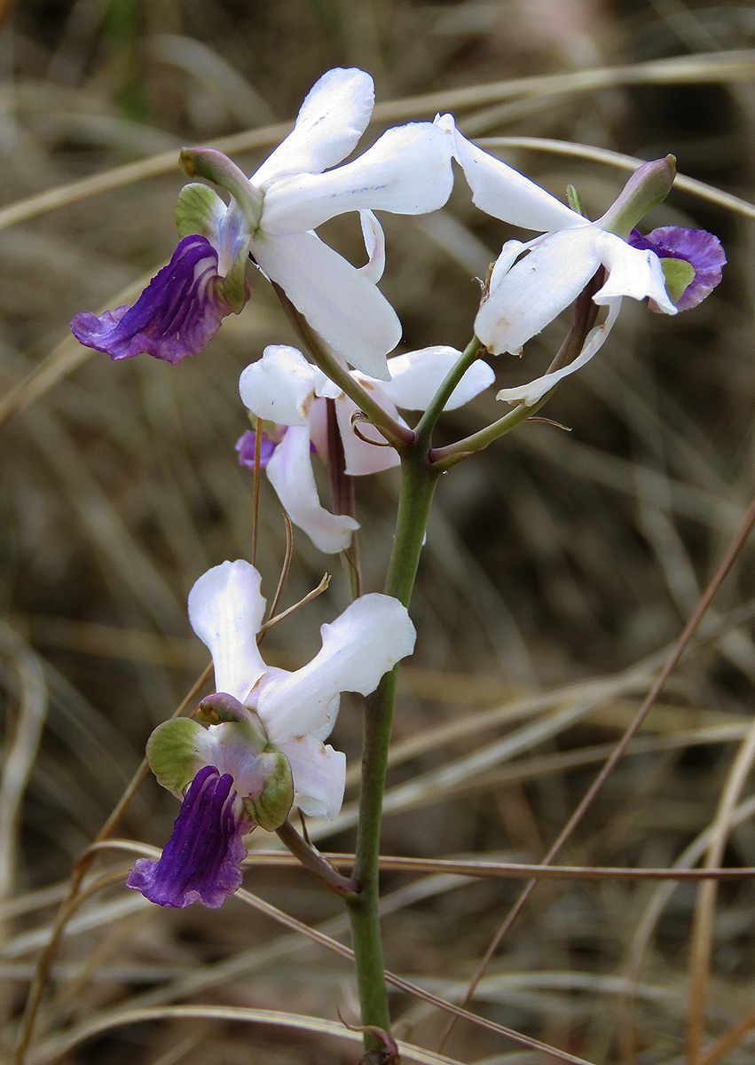 Eulophia livingstoneana Eulophia livingstoneana