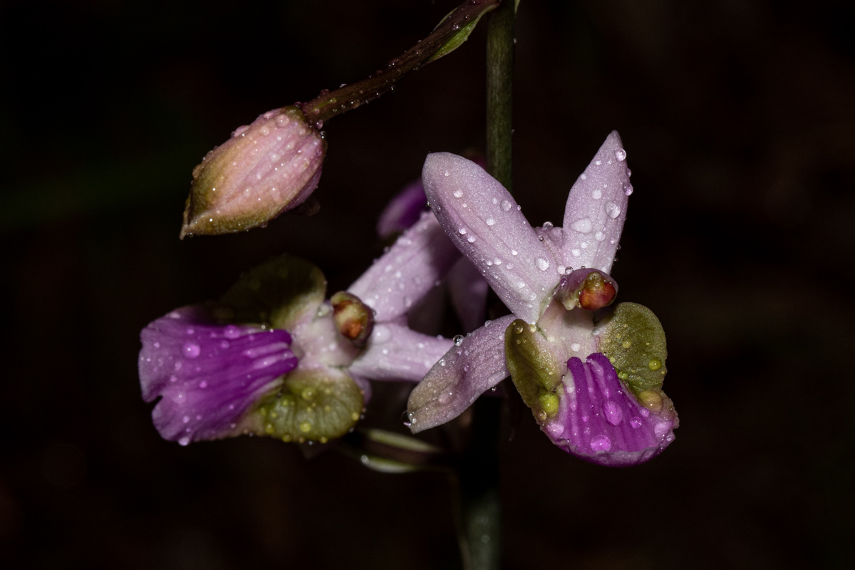 Eulophia livingstoneana Eulophia livingstoneana