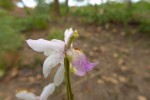 Eulophia livingstoneana
