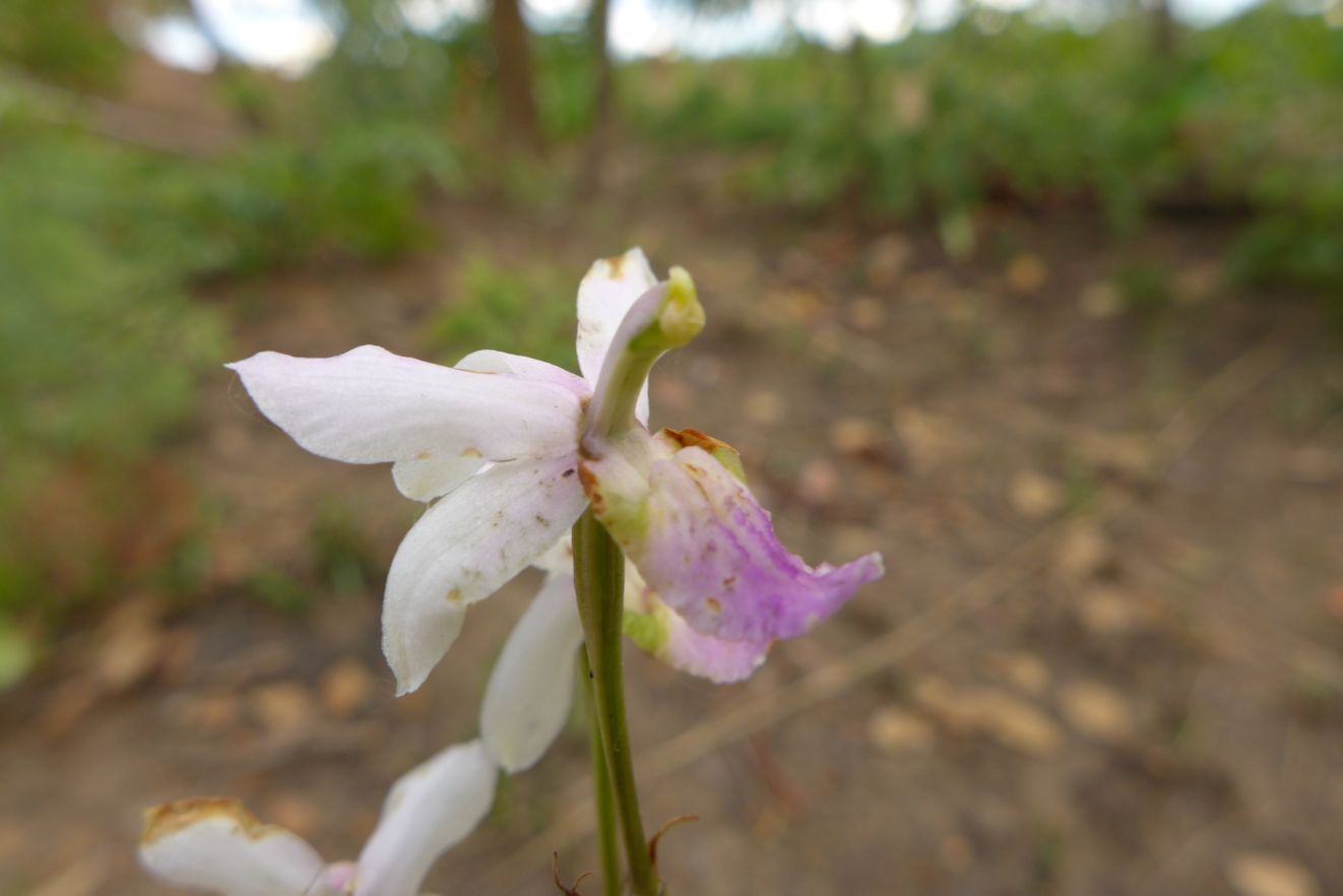 Eulophia livingstoneana
