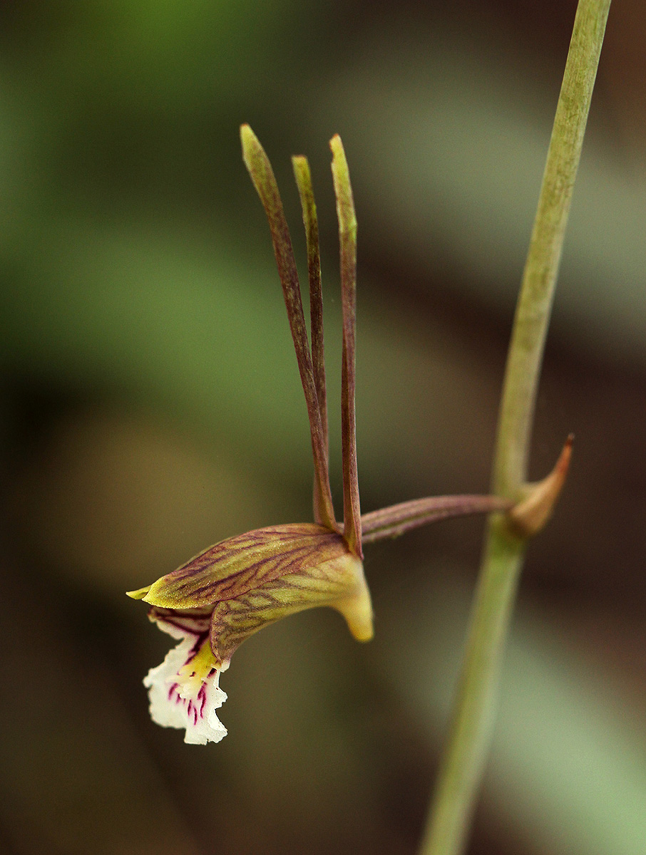 Eulophia longisepala Eulophia longisepala