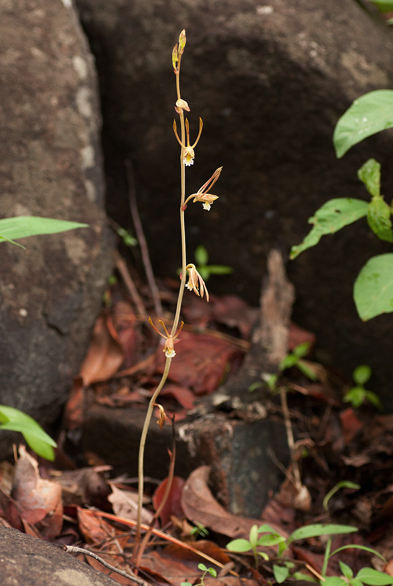Eulophia longisepala Eulophia longisepala