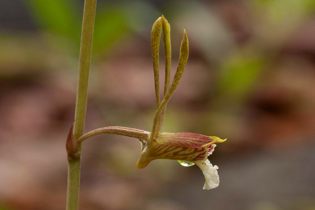 Eulophia longisepala Eulophia longisepala