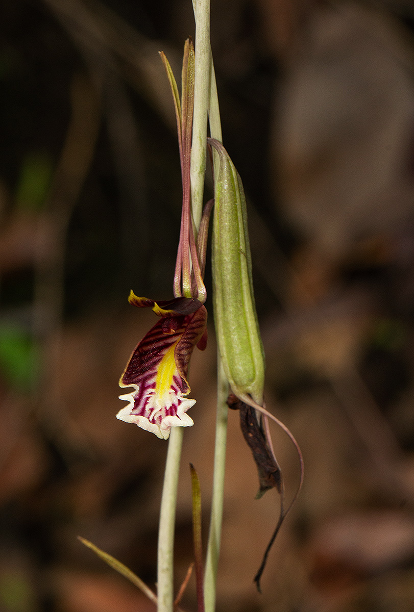 Eulophia longisepala Eulophia longisepala