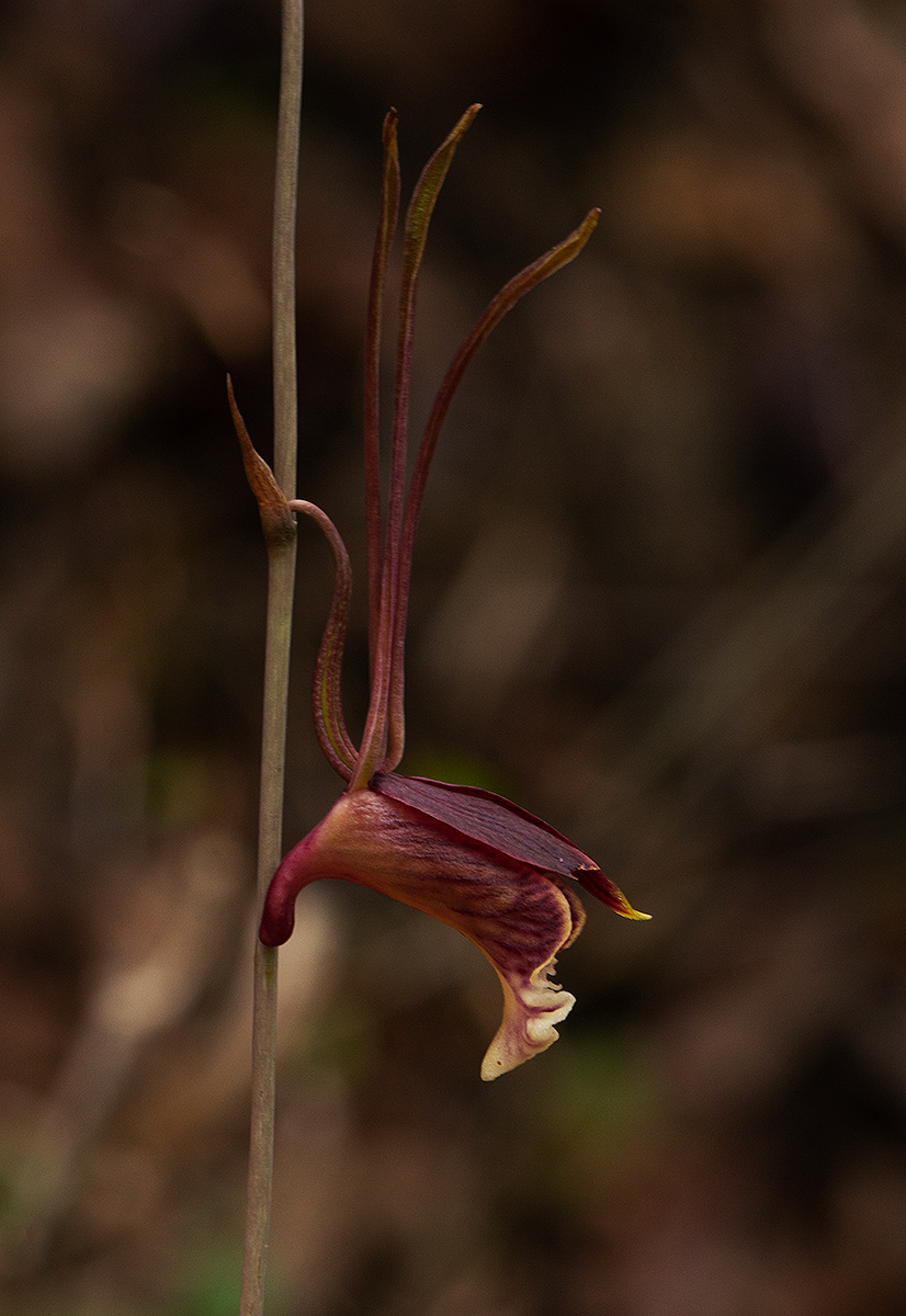 Eulophia longisepala Eulophia longisepala